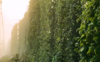 Hop Research Update: Atmospheric Smoke and Hops